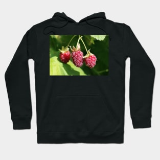 Loganberry Hoodie